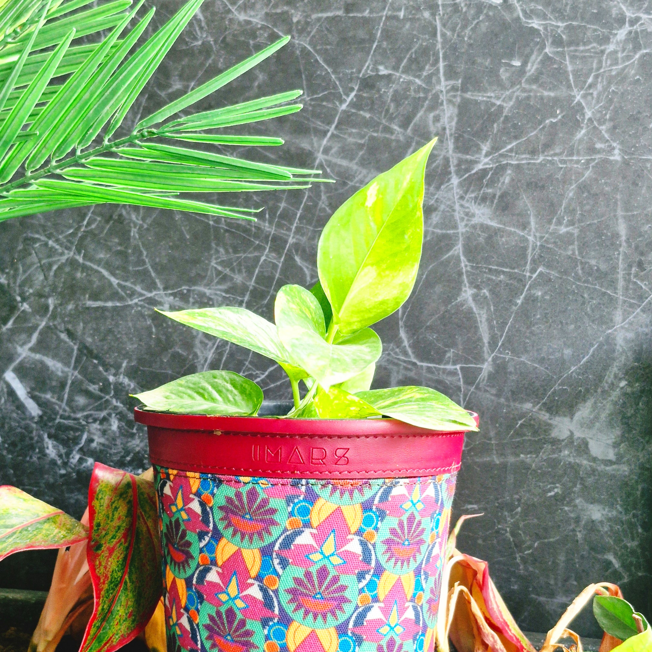Stylish Decorative Multi-Color Planter with Vegan Leather Rim (Medium)